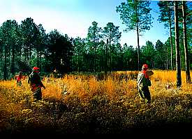 south georgia quail hunting