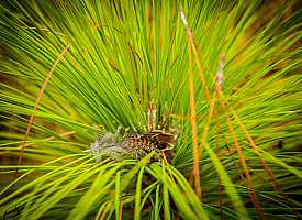 bob white quail in bush