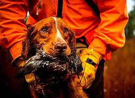 bird dog that captured a quail