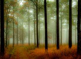 foggy day at quail hunting plantation