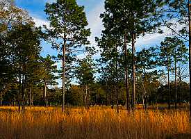 Quail Plantation landscape