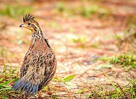 Bob white quail