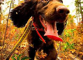 quail hunting dog running through woods