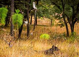 dog hunting quail in Georgia