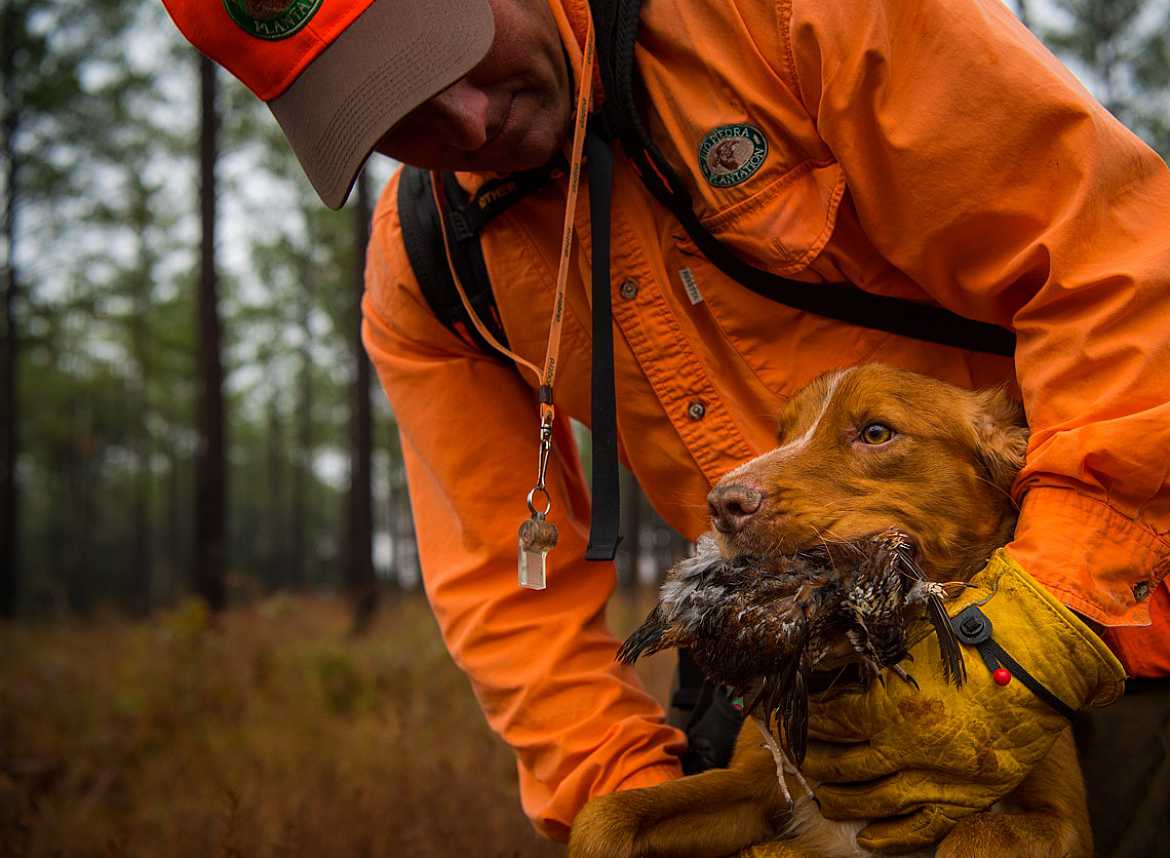 Quail Hunting Guide Dog