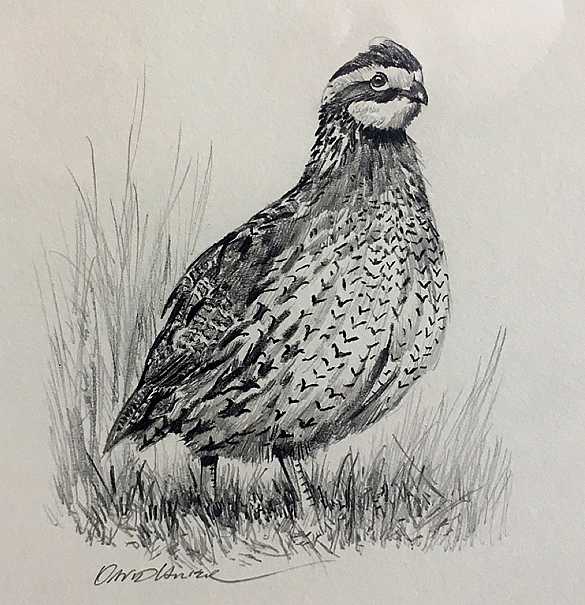 Quail Hunting Illustration