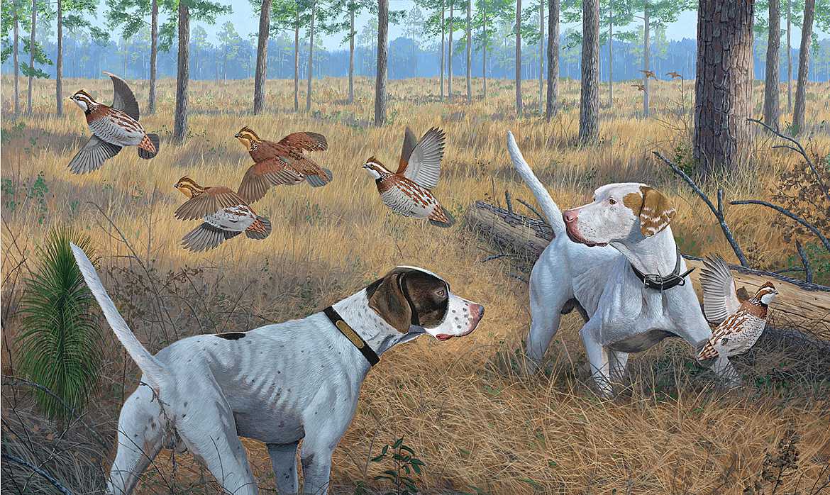 Quail Hunting Dogs