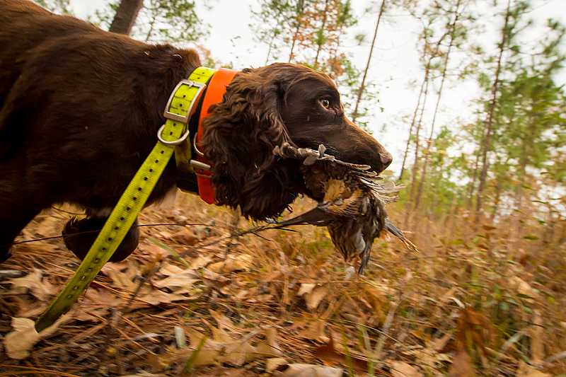 Bird dogs at work