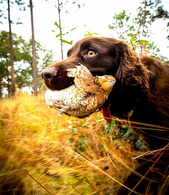 World-class quail hunting.