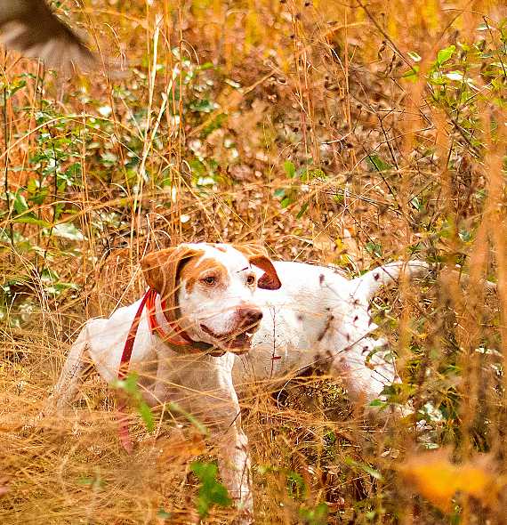 English Pointer Hunting dog.