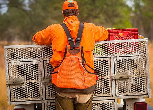 Quail hunting Guides.