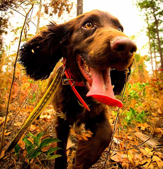 English Cocker Hunting dog.