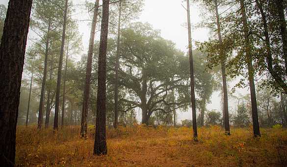 Rio Piedra Plantation Trees