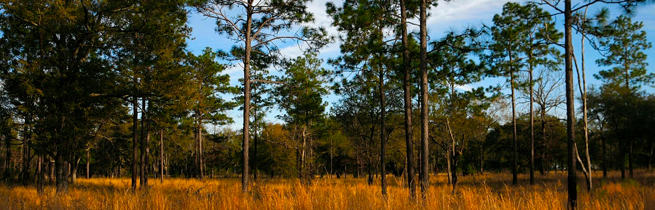 The Plantation Belt.