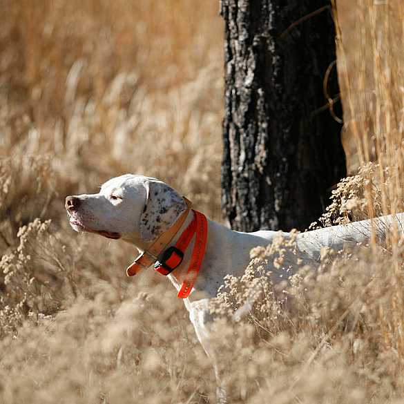 English Pointer Quail Hunting dog.